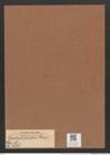 Opephora pacifica (Grun.) (de-Toni-Nr.: Genus 64, Species 2578) Zeichnungen Sammlung Grunow Mappe 02755 (Herbarium_W_Grunow_drawings_Folder_02755)